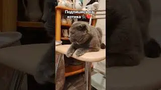 ЧЕстер🐈&zwj;⬛❤️ #dj #dance #трендытиктока #edit #юмор #тренды #топ