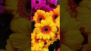 A Symbol of Friendship and Joy