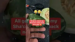 LOL! How I Mastered the Art of Growing Mini Melons in My Garden