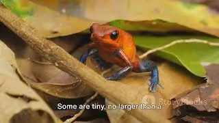 The Fascinating Frogs of Bolivia: Guardians of the Cloud Forests