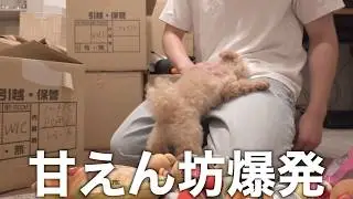 【新居公開】超甘えん坊トイプードルがいる家で引越し作業をするとこうなります