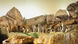 Wild Lights St Louis Zoo Dec 2024