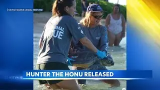 Rescued green sea turtle released back into Oahu waters