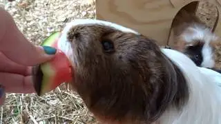 Meeris bekommen Melone