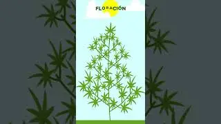 Las 3 fases del cannabis explicadas f&aacute;cil y r&aacute;pido