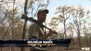 Hunting Hartebeest on the Bushveld