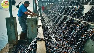 How Farmers Raise and Harvest Billions of Mussels This Way | Farming Documentary