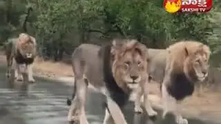 Viral Video Four Lions Take Over Busy Road