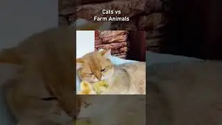 cats vs farm animals