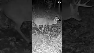 Massive 8-Point Buck at Night | Rare Deer Scent-Marking Caught on Camera! #shorts