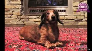 Pet Odor Removal in Tulsa - 1-866-708-4777