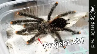 PROJEKT AVICULARIA, nimfy gieni i SAMICA electric blue i inne - spidersonline.pl