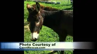 Interview with C.A.R.E. - Community Animal Rescue Effort