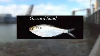 Hundreds of dead fish floating in Cuyahoga River