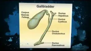 What Does The Pancreas Do, Must See!