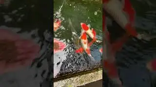 Koi fish pond  for top level koi fish for all koi 50000$ x2