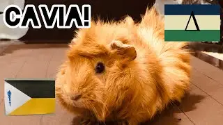 The State of Cavia Explained | Republic of the Delta