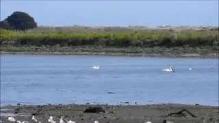 Mute Swans in the North Lagoon, Bull Island Dublin May 2016
