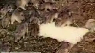 Lemming Migration Along the Norwegian Coast (Britannica.com)