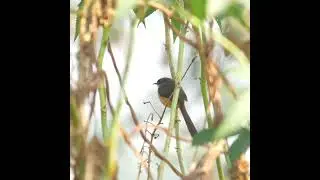 Ashy Prinia call | Bhandup Pumping Station, Mumbai