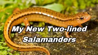 New Two-lined Salamanders!!!🤩