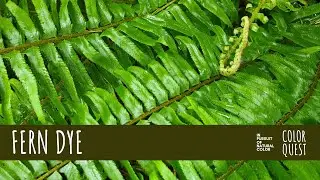 HOW TO MAKE NATURAL DYE WITH FERN | ORGANIC COLOR | NEUTRAL BEIGE TAN | FORAGE | LAKE STICKNEY