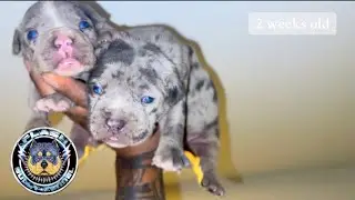 Eyes Wide OPEN👀  2 week old Merle American Bully Puppies
