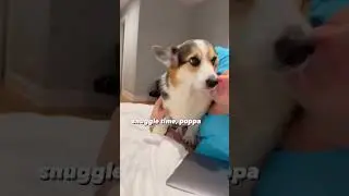 Corgi wants snuggles #corgi #dogs