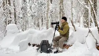 Wildlife in the Northern Winter Forest