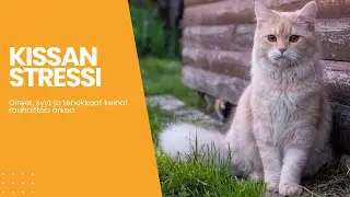 Kissan stressi 😿🔍 – Oireet, syyt ja tehokkaat keinot rauhoittaa arkea