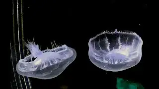 オワンクラゲ　Owannkurage　Aequorea coerulescens