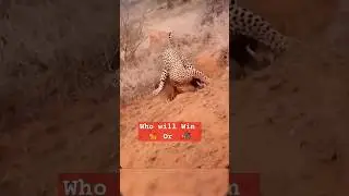 Wildlife : Leopard 🐆 hunting Wild Boar 🐗 : Leopard vs boar #wildlife #animals #hunting