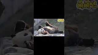 日常生活场景学中文|to learn Chinese in daily life #learnlanguages#panda