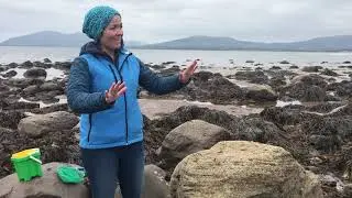 Rockpooling with Sea Synergy