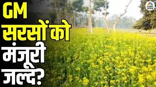 GM Mustard Approval Soon: GM सरसों की मंजूरी जल्द? किसानों के लिए बड़ी खबर | Latest Update