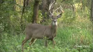 Iowa White-tailed Deer - Walking By