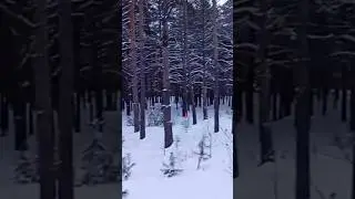 Прогулка в лес 29.01.2026 🌞 часть 2