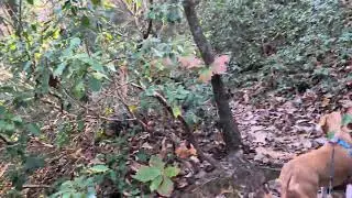 Vickery Creek Trail at Roswell Mill in Roswell, Georgia (비커리 크릭 트레일) 