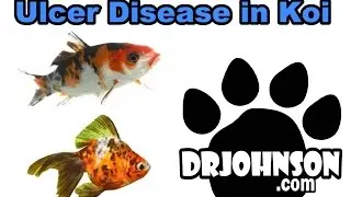 Understanding Koi & Pond Fish Ulcers
