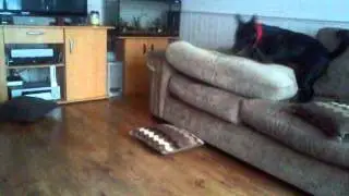 Dog has a fit and destroys living room