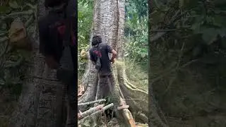 the first cut is very important to bring down a large tree