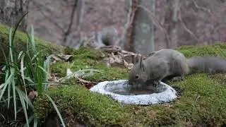 今日のニホンリス　２月２日