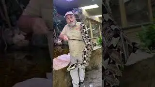 Amazing Snake Camouflage 😱 #shorts #animals #reptile #snake #giant #viper #education
