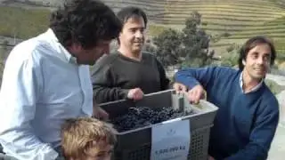 1.000.000 kg of grapes - Quinta do Crasto