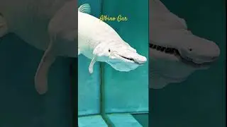 MMA Short: Albino Alligator Gar | White Alligator Gar #alligatorgar #alligator #garfish #monsterfish