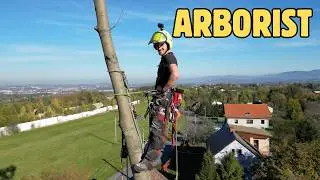 REMOVING a double ASH TREE with a CRACK!