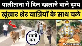 जैन तीर्थ पालीताना मे यात्रियों के साथ शेर ने क्या किया देखिए पहली बार | Lion in Palitana Jain Tirth