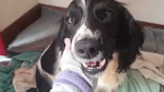 Jasmine Bluebell Springer - Labour Started! Puppies here soon. Part 1.