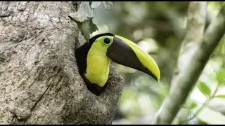 A Lens on Panamanian Wildlife with Keith Dickey