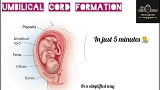 Umbilical cord formation in just 5 minutes 💁| #anatomynote #anatomy #embryology
